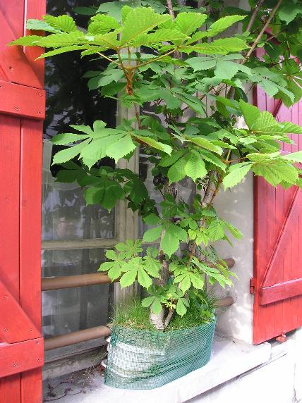 Petit marronnier deviendra grand